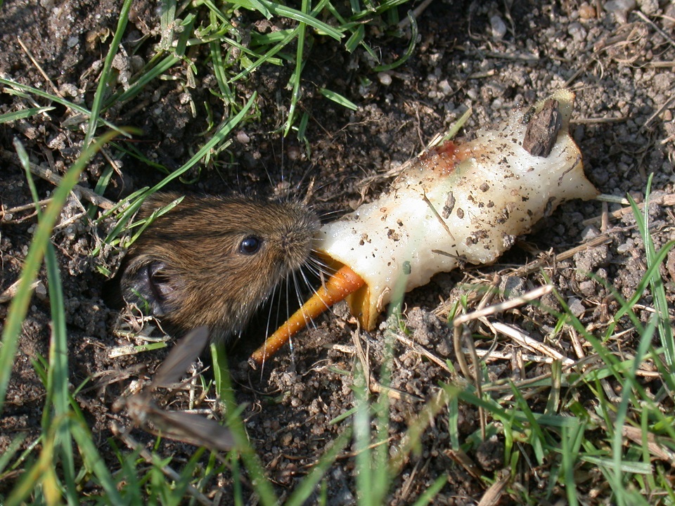 Freiding_30_08_2002_Feldmaus 4zu3.jpg